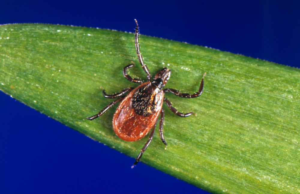 Lyme Disease And The Ticks That Carry It  Spreads Across The U.S.