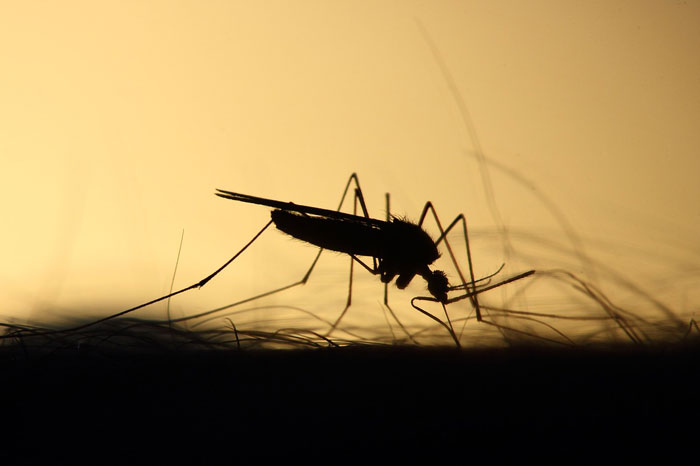 Blog Post: Climate Assessment Warns More People will be Exposed to Pest-Borne Diseases