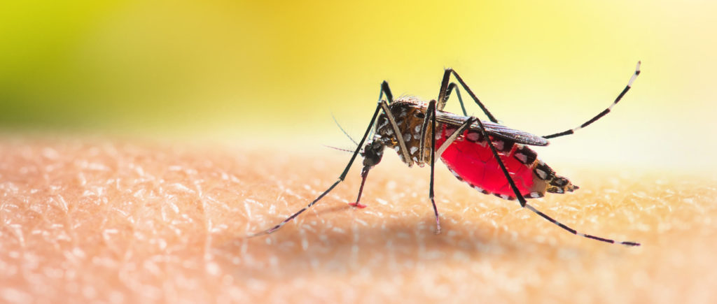 Boston Mosquito Pest Control