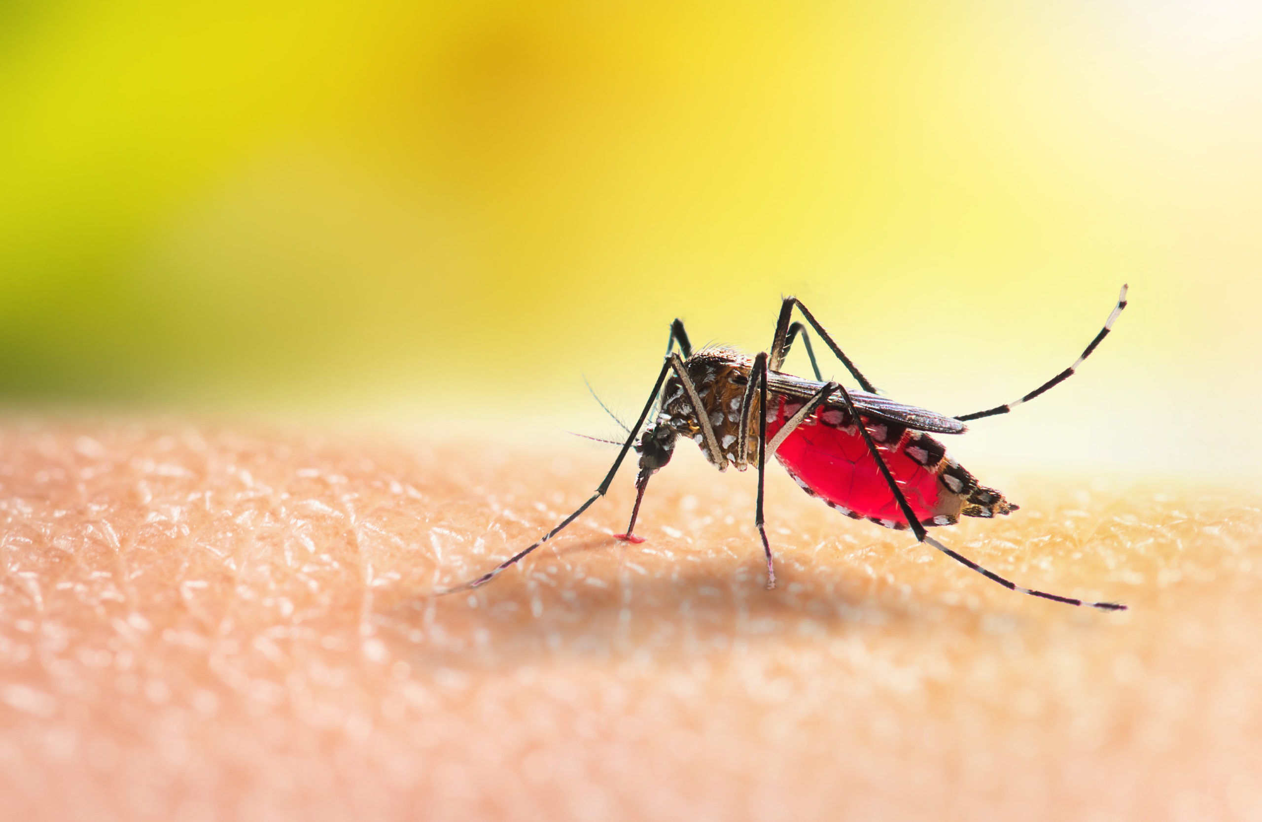 Boston Mosquito Pest Control