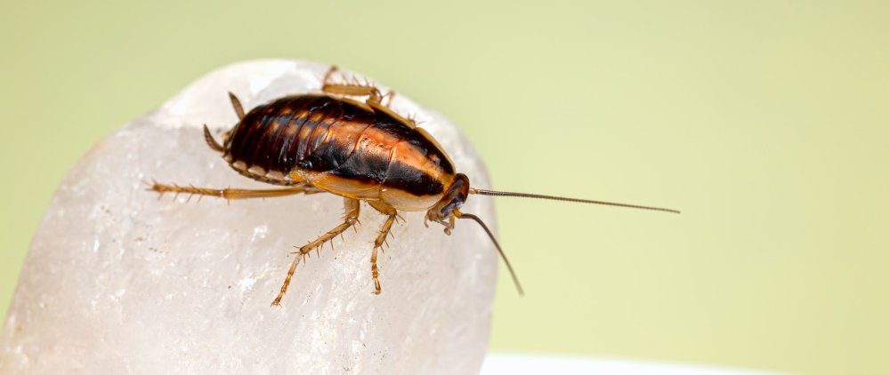 Cockroach Pest Control Boston