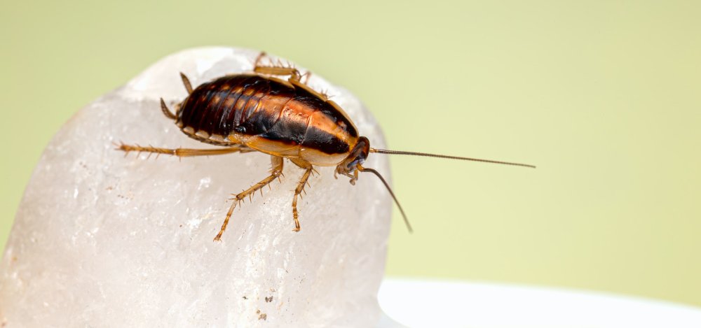 Cockroach Pest Control Boston
