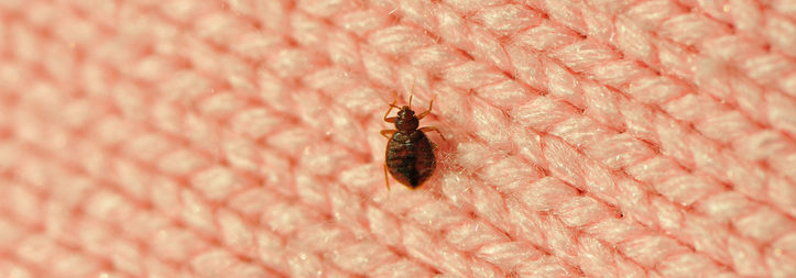 Boston Bed Bug Exterminators