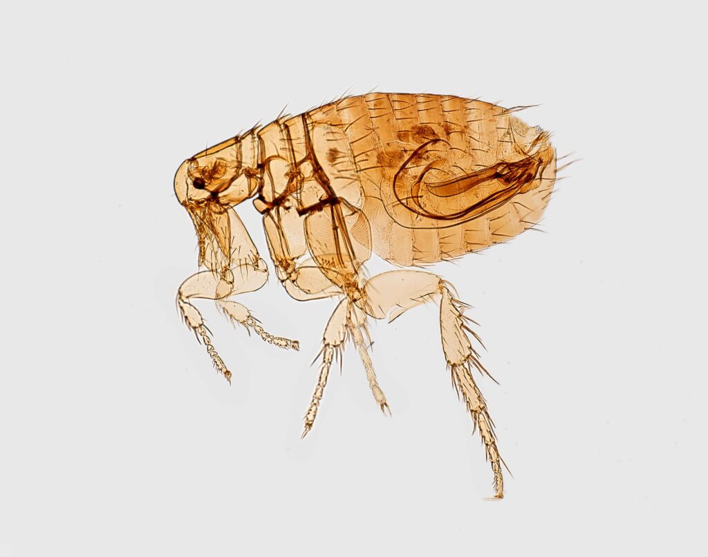 Newcomb’s Flea Pest Control in Boston, MA
